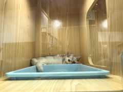 -屋虎猫馆(宝安大仟里店)