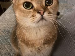 -帕帕拉兹宠物(亚洲旗舰店)