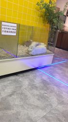 -神奇动物撸宠馆·羊驼·小浣熊·异宠(豫园店)