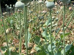 -国家植物园南园