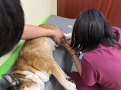 -美联众合动物医院·24h转诊中心