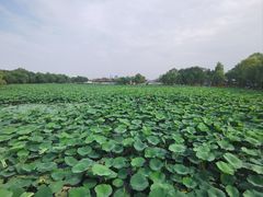 -长春市南湖公园