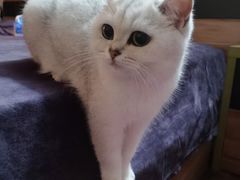 -lincat·猫舍(广州店)