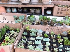 -曲阳花鸟市场(曲阳路店)
