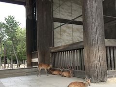 -奈良公园