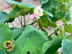 -莲花池公园