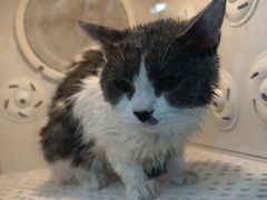 -格蕾宠物医院24H·猫科·肿瘤科·骨科中心(福州总院)