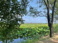 -野鸭湖国家湿地公园