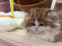 -momokira米努特·德文卷毛猫·棉花面纱犬