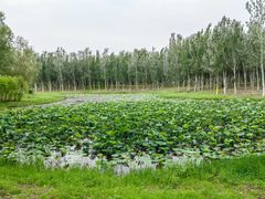 -东郊湿地公园
