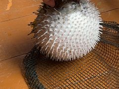 -蓝湾碧波·老字号·疍家非遗海上餐厅