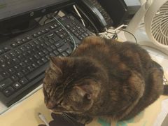 -关爱宠物医院·猫科中心·消化科(滨湖万达分院)