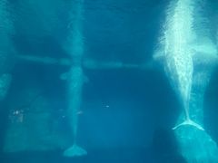 -海合安武汉极地海洋公园