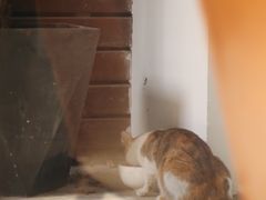 -猫里有甜