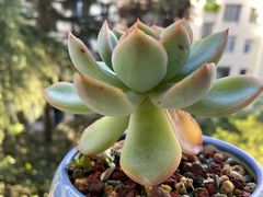 -于记沙布袋馄饨