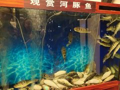 -肆月河豚·新淮扬(金融街店)