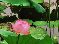 -荔湾湖公园
