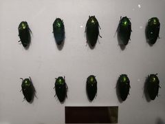 -上海昆虫博物馆