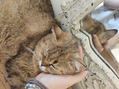 -共舞时光猫咖·狗咖(新街口店)