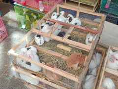 -中环花鸟鱼虫市场