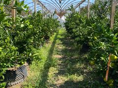 -前小桔亲子创意农场·草莓采摘·露营烧烤