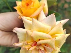 -亚龙湾国际玫瑰谷