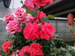 -呼吸森林·生态农庄农家乐私房菜