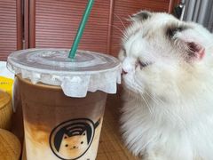 -楼上猫咖(罗湖店)