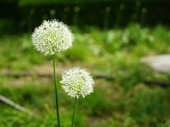 -国家植物园