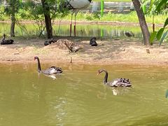 -长白岛森林公园