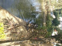 -横沥牛庄(总店)