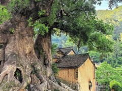 -杨家堂村
