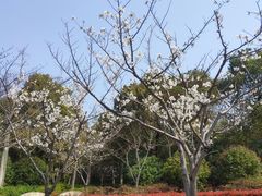 -新江湾城公园