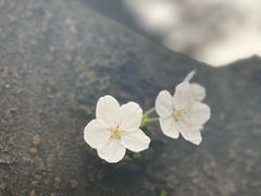 -阳澄湖费尔蒙酒店