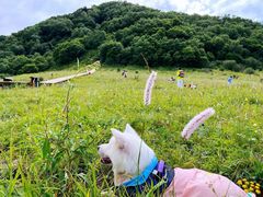 -白草畔自然风景区