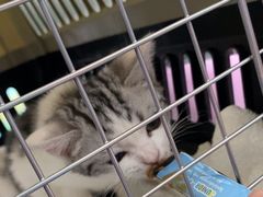 -北京观赏动物医院·24小时大型综合·猫专科·异宠专科