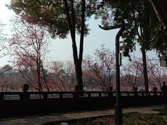 -望江楼公园