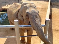 -西霞口神雕山野生动物世界