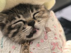 -米苏动物医院·犬猫专科·骨科外科内窥镜