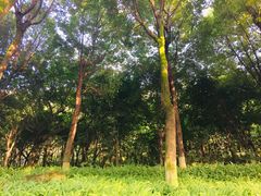 -重庆平顶山公园