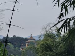 -铁山坪森林公园