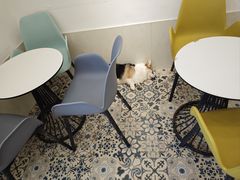 -Let's go狗咖·猫咖·奶狗·桌游(春熙路IFS店)
