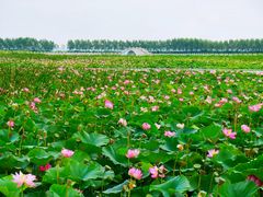 -呼兰河口湿地公园