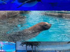 -海合安成都极地海洋公园