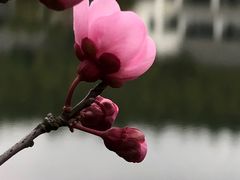 -苏州环秀晓筑养生度假村