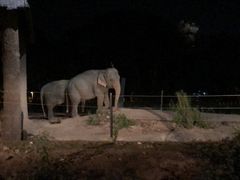 -清迈夜间动物园