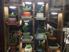 -万商花鸟市场
