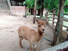 -清迈夜间动物园