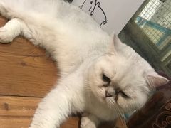 -猫小院猫主题咖啡厅(北锣店)