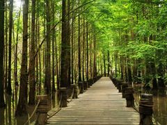 -桤木河湿地公园